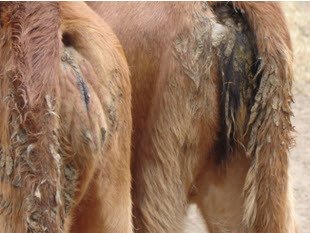 Dirty calf tails sign of calf scours