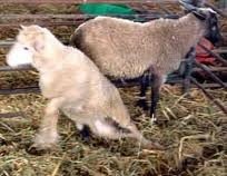 Copper deficiency in Lambs