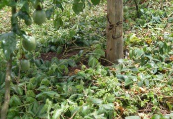 Healthy Desmodium