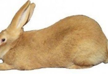 Flemish giant