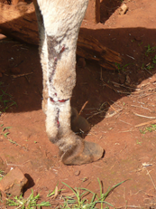 injured donkey