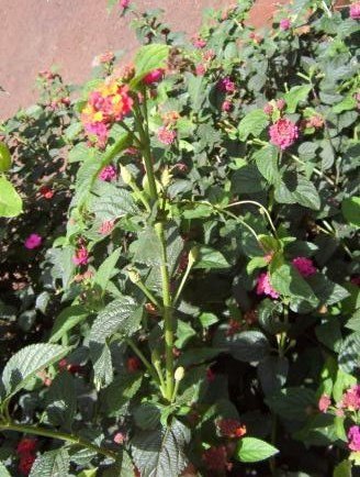 Lantana