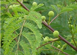 Leucaena leucocephalia shrub