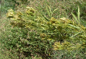 Mexican marigold