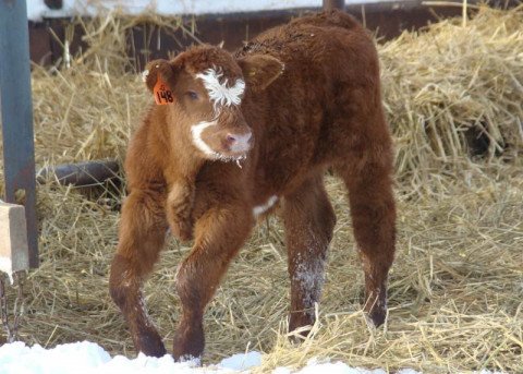 Calf with Navel III