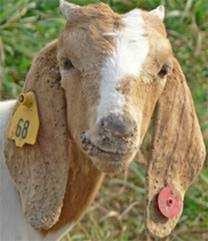 Orf on young sheep