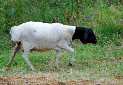 Black Persian sheep