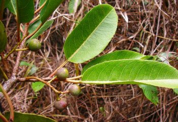 Prunus africana