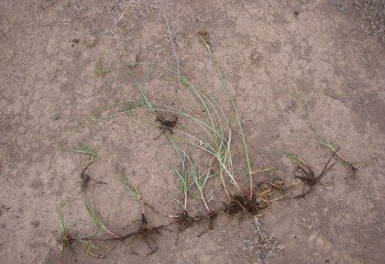 Sedge grass 