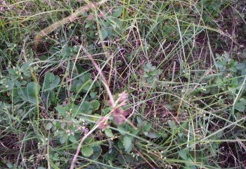 Strawberry field with sedges