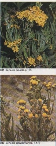 Senecio