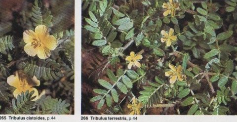 Tribulus