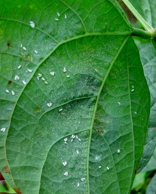 Whiteflies (Bemisia tabaci) on French Beans 