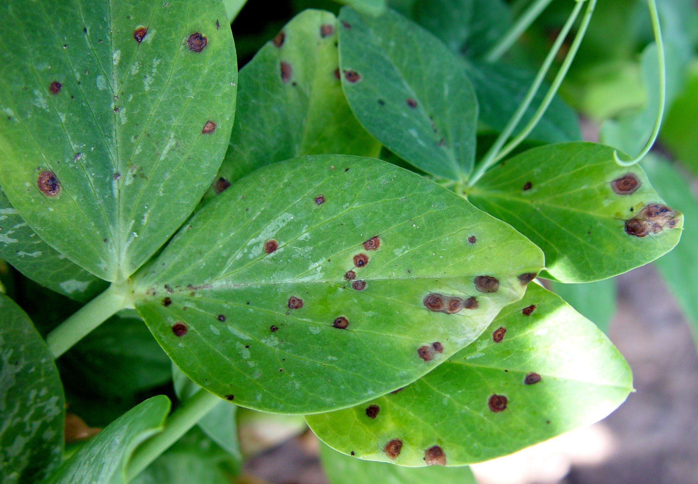 Plant disease. Темнопятнистый аскохитоз гороха. Аскохитоз гороха. Аскохитозная пятнистость жимолость. Бледнопятнистый аскохитоз.