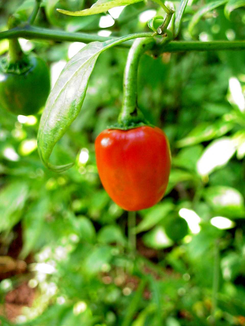 Pepper Production iCowApp