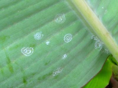 <b>Whiteflies egg layin</b>g on lower leaf surface of banana plant 
