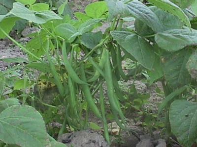 <b>French beans pods</b> 