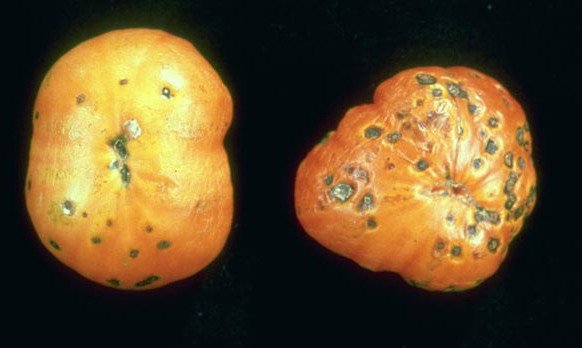 <b>Bacterial spot </b> <i> (Xanthomonas vesicatoria)</i> on tomato fruit: Typical sunken, black spots on the fruit and malformation due to the bacterial infection.