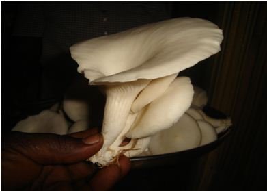 Image result for mushroom farming in kenya