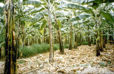 mulching banana mulch uganda infonet biovision plant stem