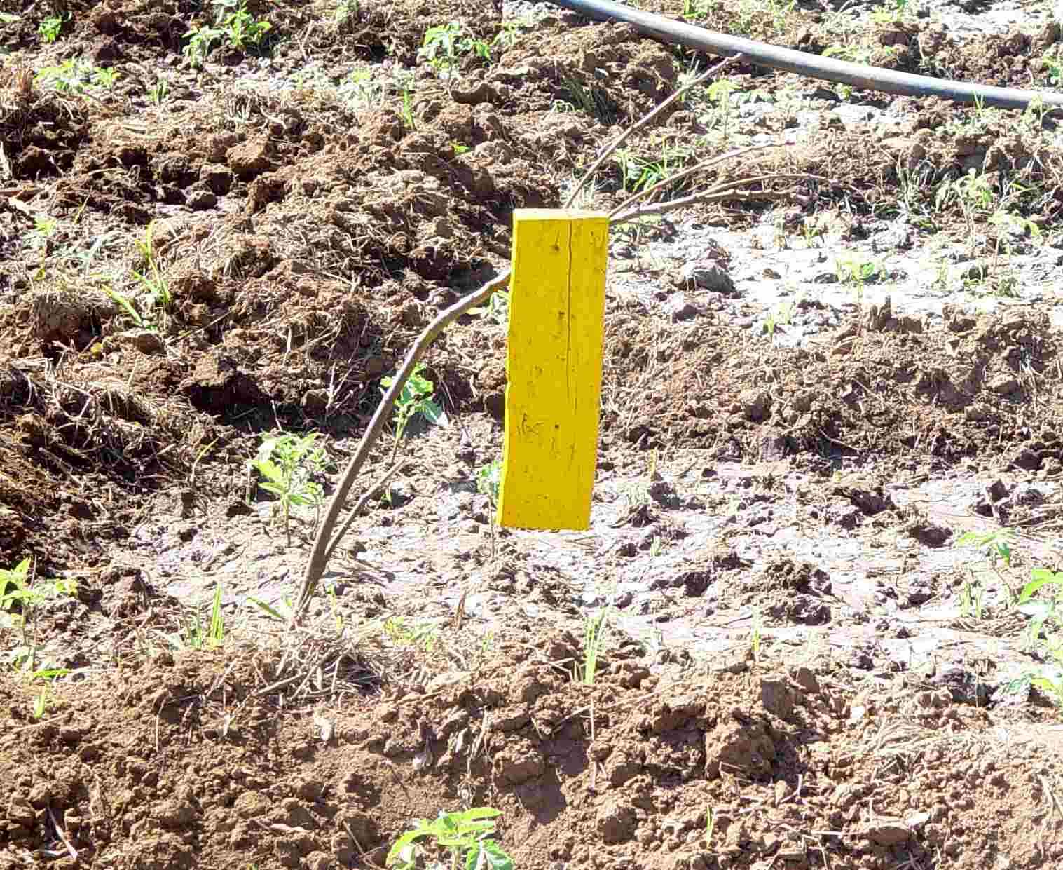 homemade sticky fly trap