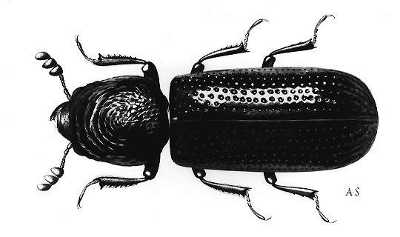 Adult beetle of lesser grain borer (Rhizopertha dominica),