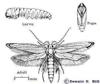 Grain moth (S. cerealella).