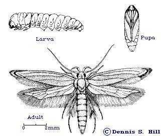 Grain moth (S. cerealella). Grain moth (S. cerealella).