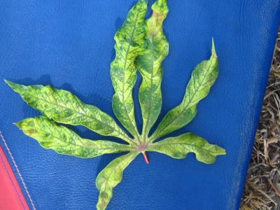 African cassava mosaic virus (ACMV) | Infonet Biovision Home.