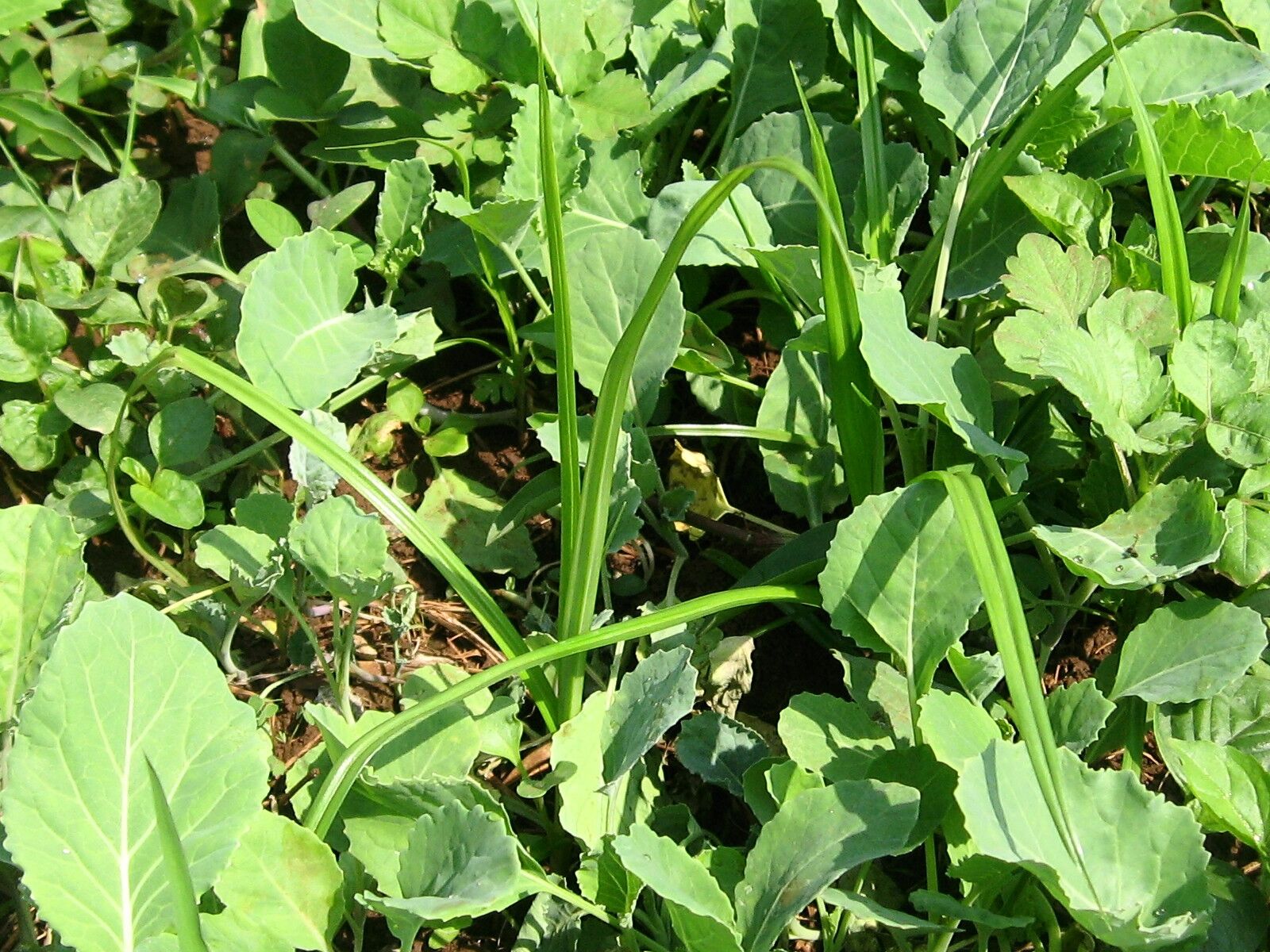 Weed Management Infonet Biovision Home Weed Management Infonet Biovision Home