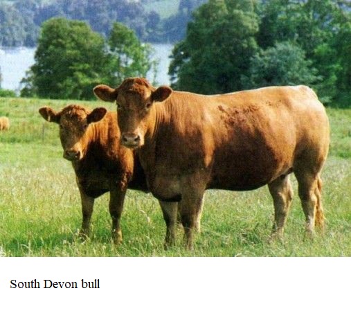 Cattle Breeds And Breeding Infonet Biovision Home