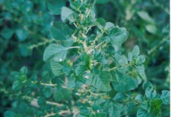 Amaranthus graecizans- Kenrik Gardens Ⓒ P. Maundu, 2006