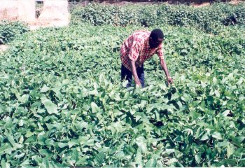 A cowpea field in Senegal Ⓒ Maundu, 2003