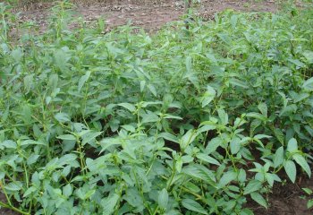 A field of Corchorus at ATC, Kitui, Kenya. © Maundu, 2010