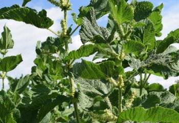 A healthy Urtica massaica crop in the flowering stage. © Maundu, 2019