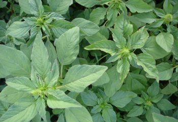 Amaranthus hybridus Ⓒ Maundu, 2006