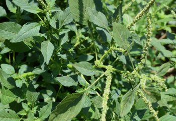 Amaranthus spinosus vegetable leaves- Ⓒ Maundu, 2019