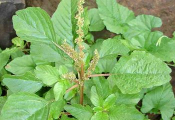 Amaranthus viridis- Ⓒ P. Maundu, 2021