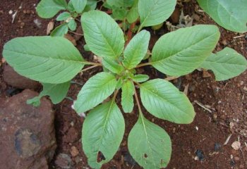 Amaranthus blitum young plant. ⒸMaundu2012
