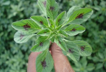 Amaranthus graecizans plant Ⓒ P. Maundu, 2006