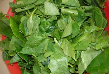 Basella aba leaves ready for cooking in Kenya Ⓒ P. Maundu, 2006