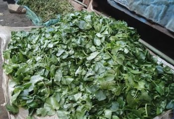 Basella alba leaves marketed at Muthurwa market in Nairobi. @ Muia J, 2023