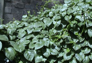 Basella alba plant Ⓒ Maundu, 2021