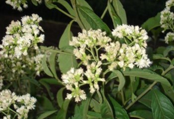 Bitter leaf (Vernonia sp.) flowering branch. Bekele-Tesemma et al, 2007