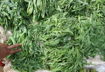 Bitter lettuce at a market, Kilifi, Kenya. © Maundu, 2006