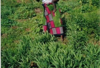 Bitter lettuce in a farm, Lango Mbaya, Kenya. © Maundu, 2000