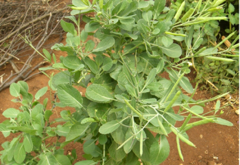 Brassica carinata plant. © Maundu, 2003