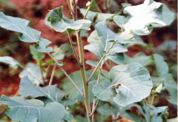 Brassica carinata with cutworm damage. © Maundu, 2000.