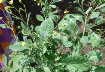 Brassica carinata. ⒸMaundu, 2006