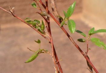 Corchorus olitorius (Wenwere poo), Yipal village, Burkina Faso. ©- Maundu, 2014